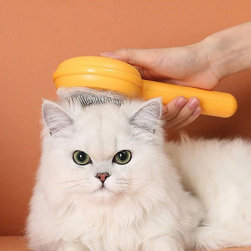 Pet Toys & Accessories
